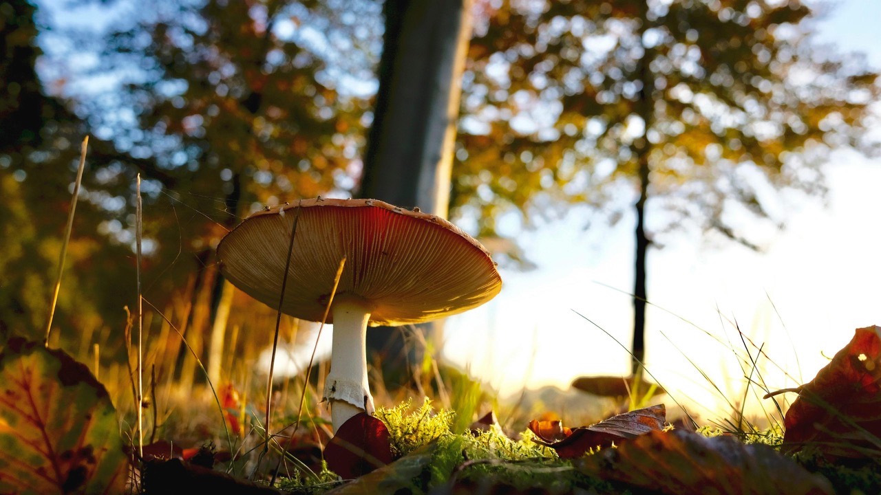 Serene psilocybin retreat sanctuary near Amsterdam, Netherlands