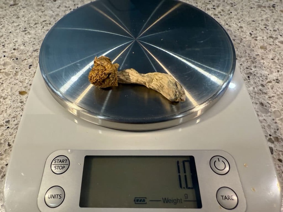 Supportive calm room environment in psilocybin-assisted therapy session