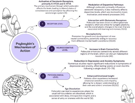 Visualization of psilocybin impact on mood perception in recent research
