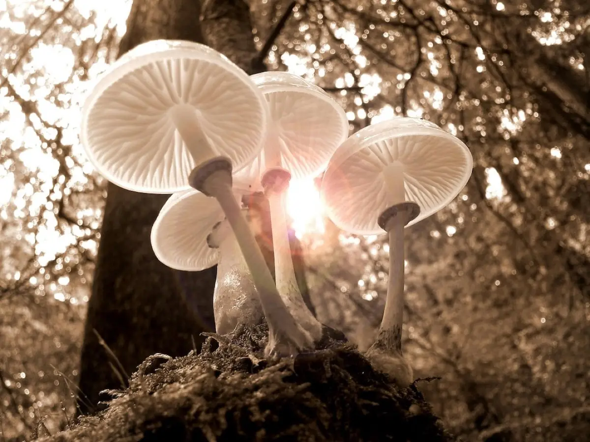 How to consume magic mushrooms safely?