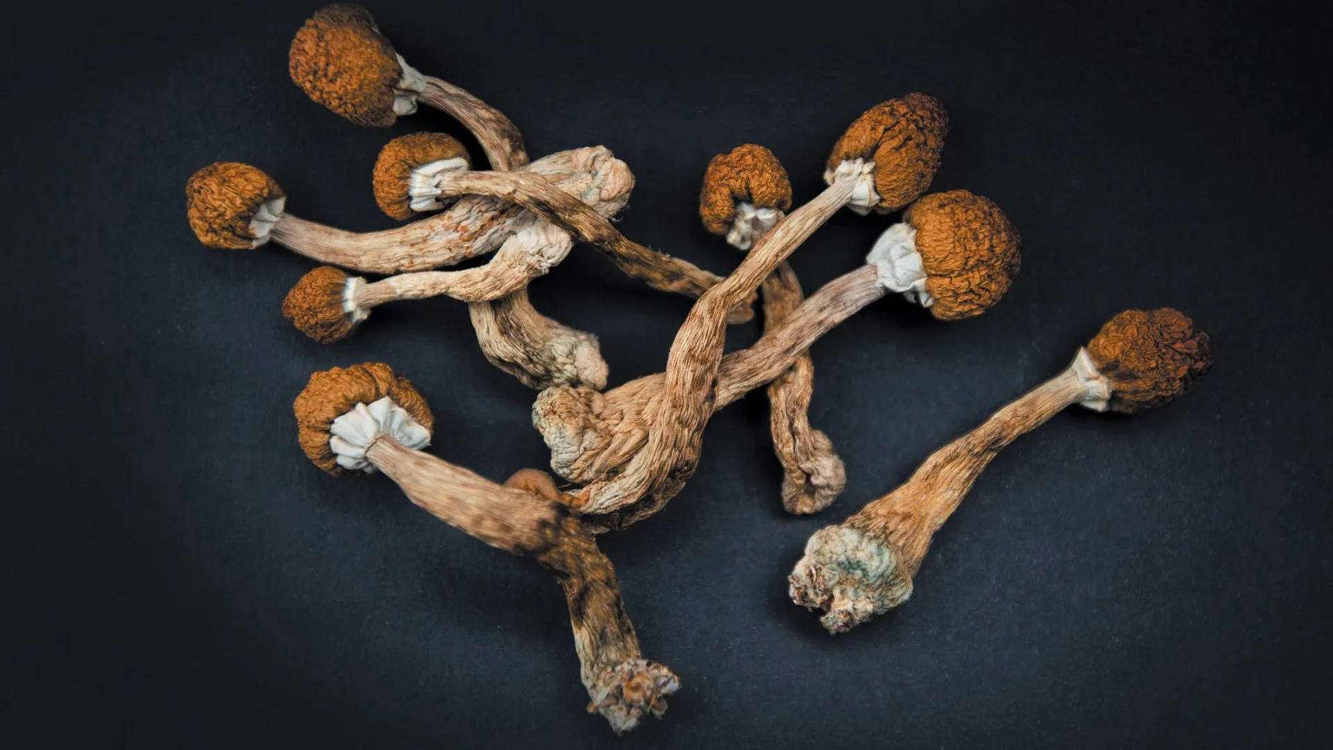 Cluster of dried Psilocybe subtropicalis magic mushrooms with orange-brown caps and long stems on black background, psilocybin shrooms for psychedelic effects and research