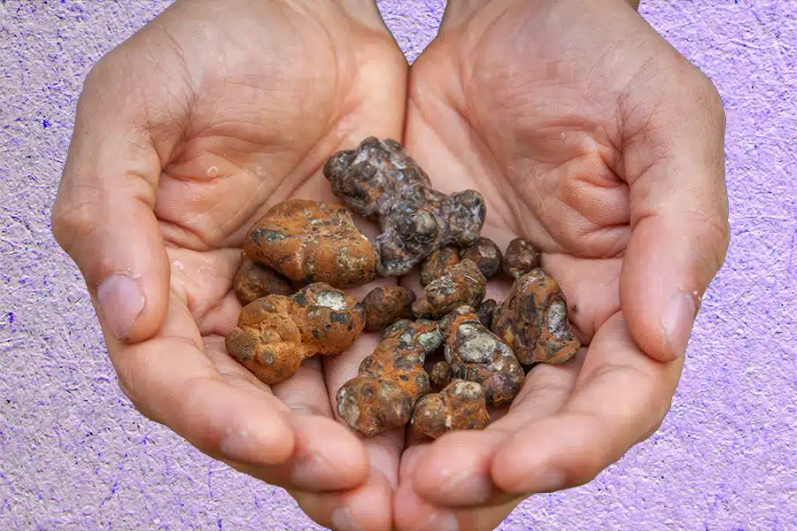 Close-up of fresh magic truffles in open hands showing natural irregular shapes and earthy texture for proper storage guide