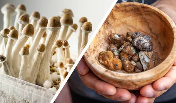 Psilocybin mushrooms vs truffles: bioavailability and onset time differences
