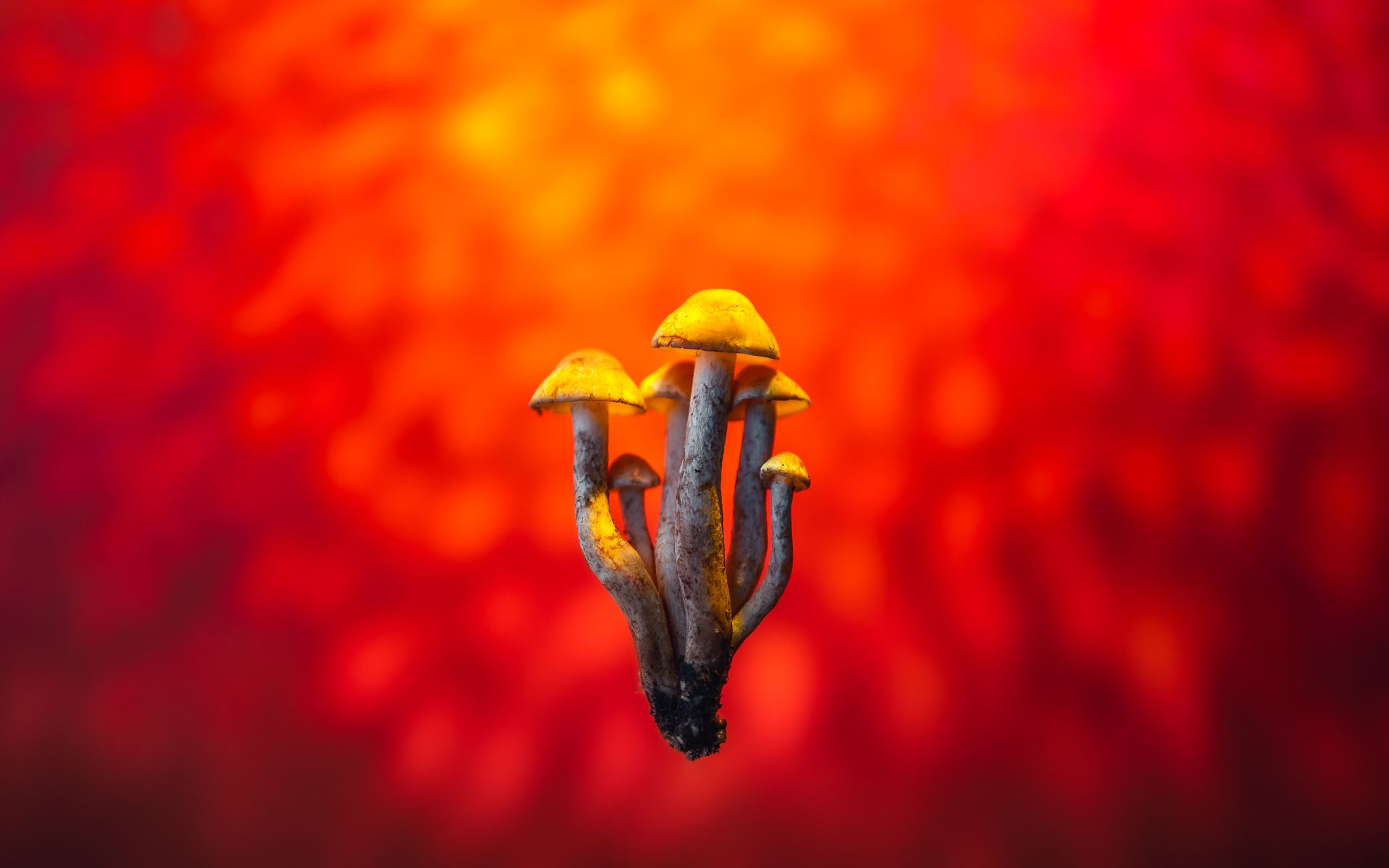 Psilocybe species overview: which mushrooms contain psilocybin