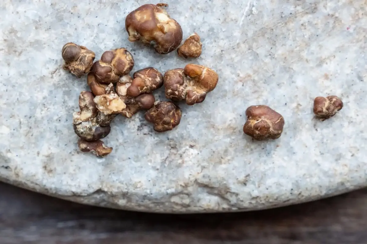Sclerotia explained: why truffles are not botanical truffles